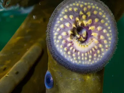 The sympathetic nervous system was thought to have evolved with jawed vertebrates. But lampreys&mdash;jawless, parasitic fish that suck out the blood of their hosts&mdash;have a simple one, per recent research.