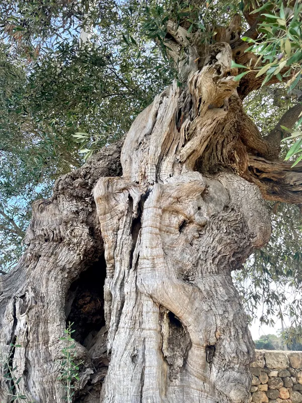trunk of ancient olive tre, Apulia, Italy thumbnail