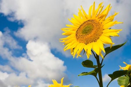 University of Cincinnati-led researchers found sunflower seeds in Tabasco, Mexico.