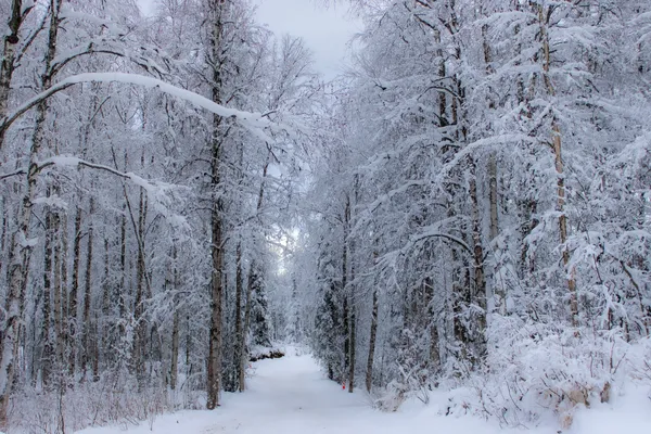 Winter Wonderland thumbnail