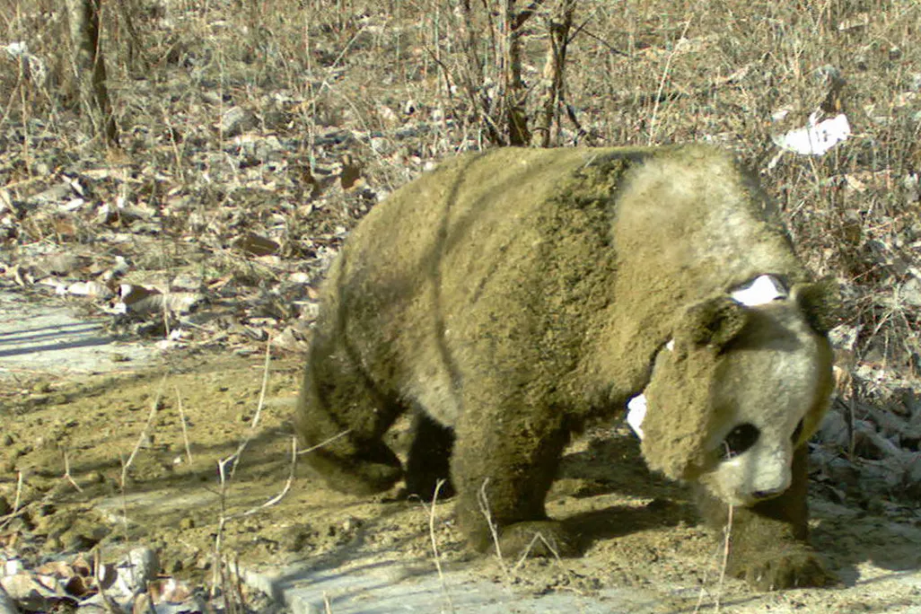 Photo of a panda that has covered itself in manure 