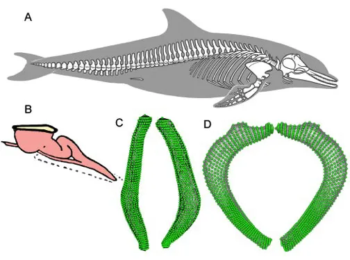 The Erotic Endurance of Whale Hips