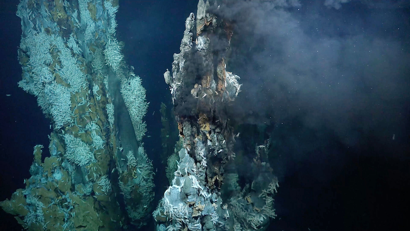 Hydrothermal vent field