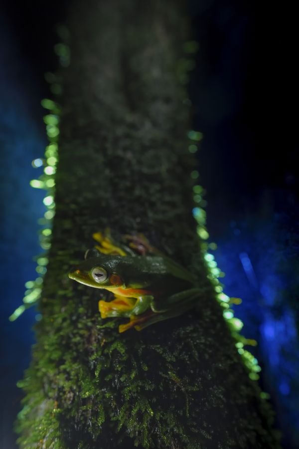 The Nocturnal Climber thumbnail
