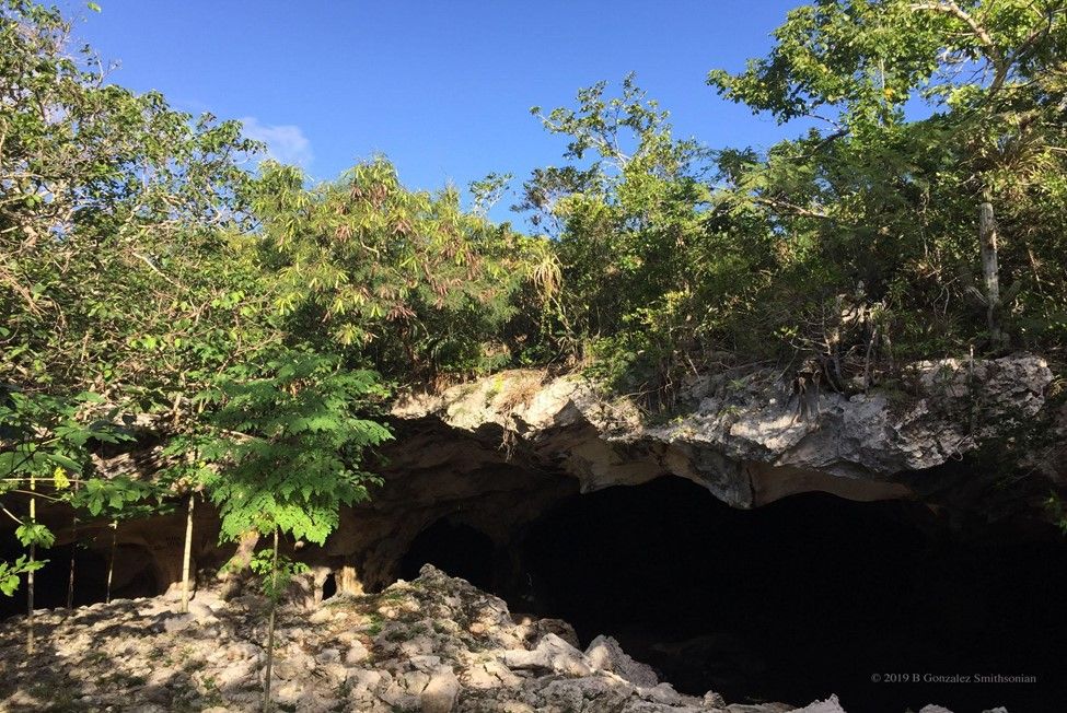 Trees line the entrance to an underground cave.