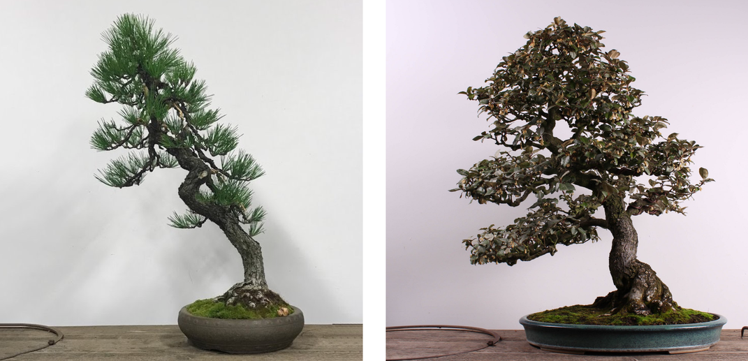 Left: Japanese Black Pine (Pinus thunbergiana); Right: Silverberry (Elaeagnus pungens)