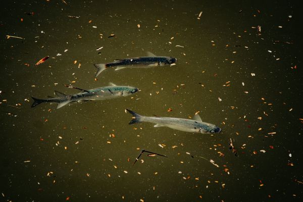 Drifting through summer debris thumbnail