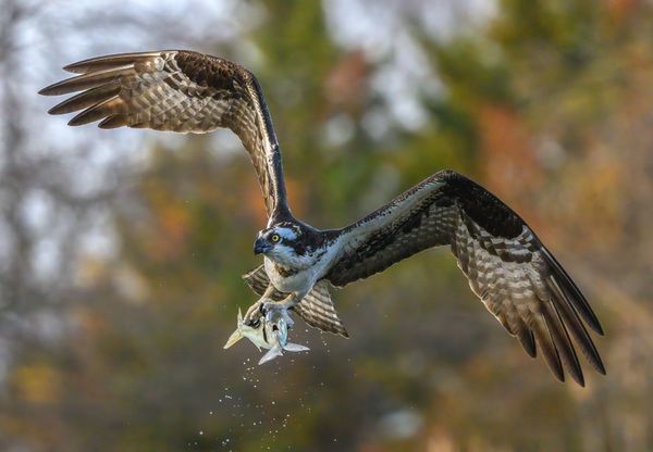 An Osprey With Its Dinner thumbnail