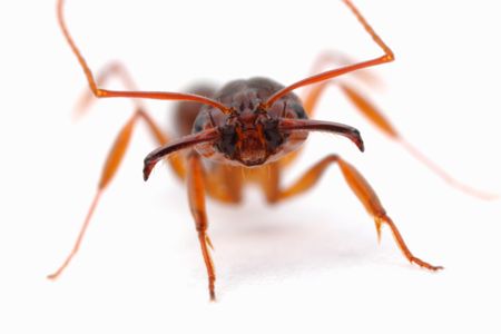 A trap-jaw ant opens its massive mandibles. 