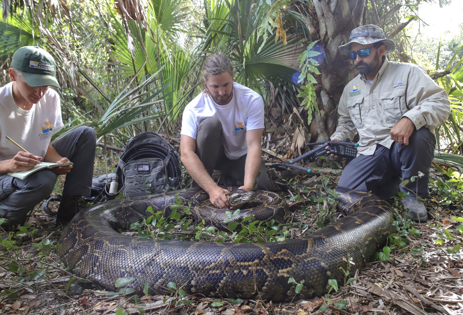 How Many Pythons Have Been Caught in Florida?