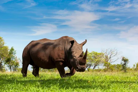 A rhinoceros in South Africa's Kruger National Park, where the Black Mambas anti-poaching task force protects animals. 