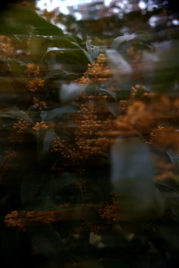 Golden oak breath thumbnail