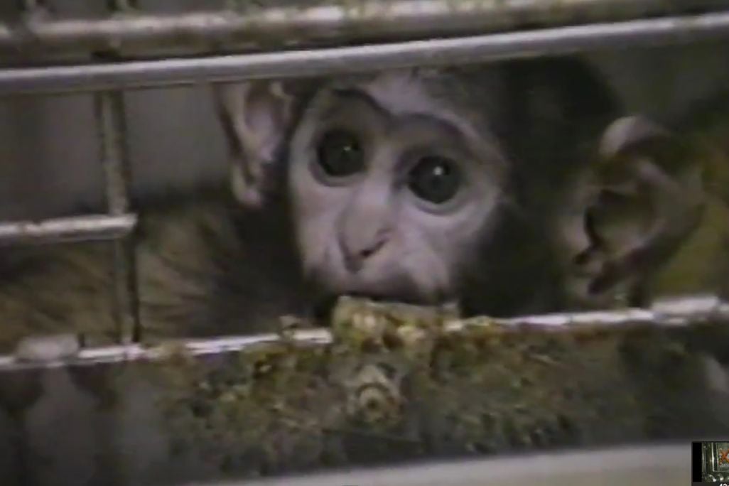 20120702120004chimp.jpg