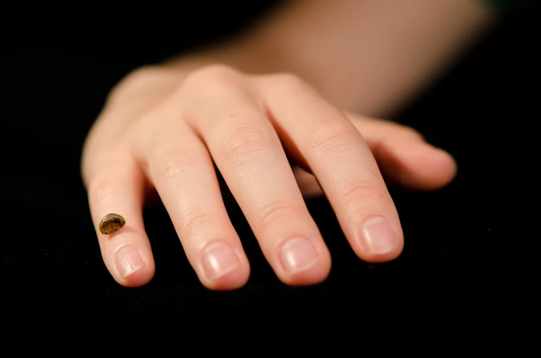 Fossil pinky bone laying on a person's hand.