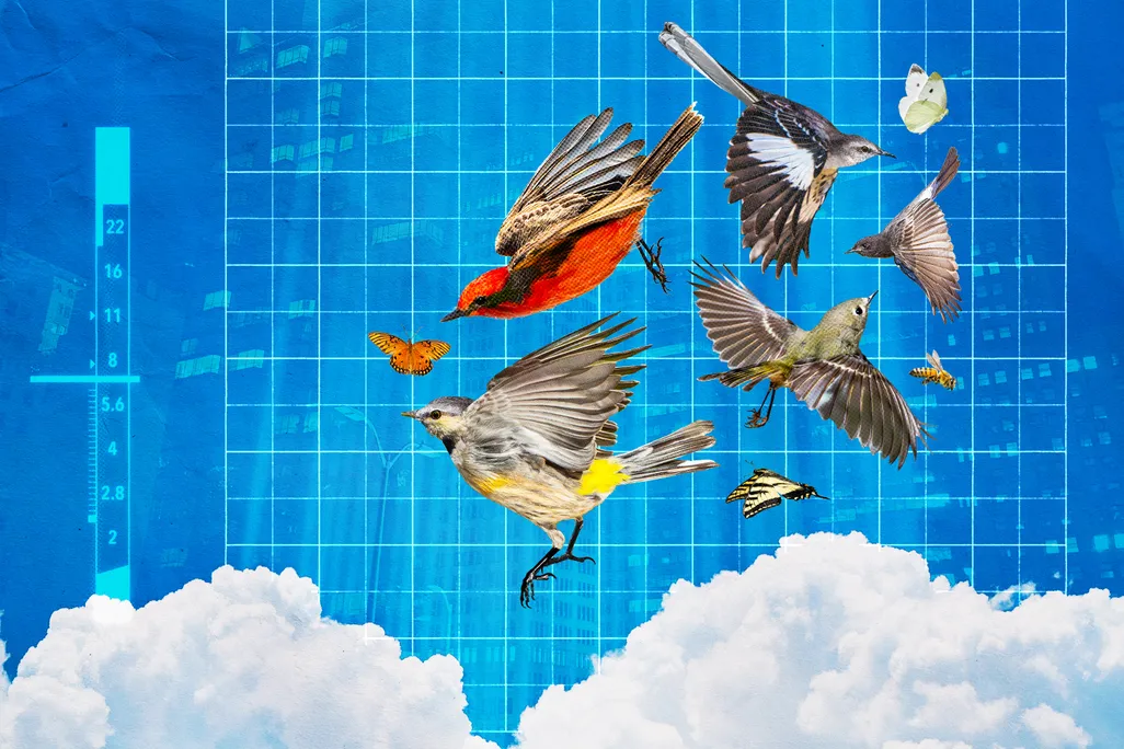 Smithmag-Podcast-S04-Ep15-Aeroecology-article.jpg