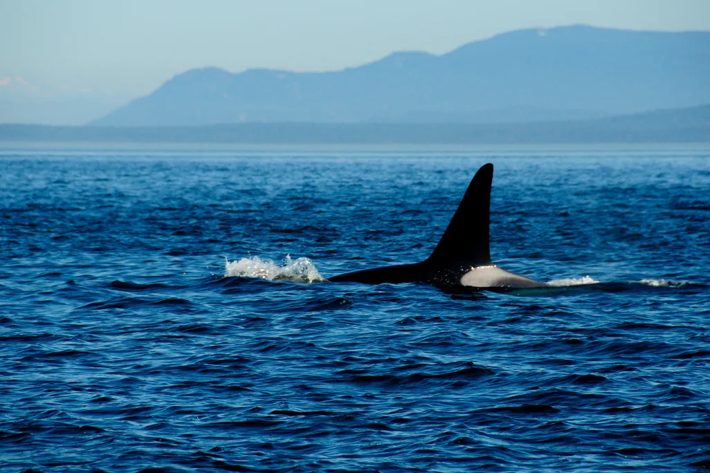 The fin of a killer whale pokes out of the ocean