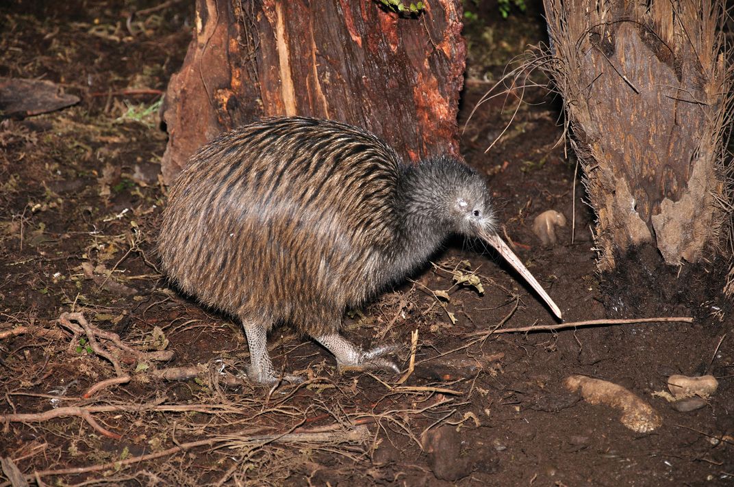The kiwi bird