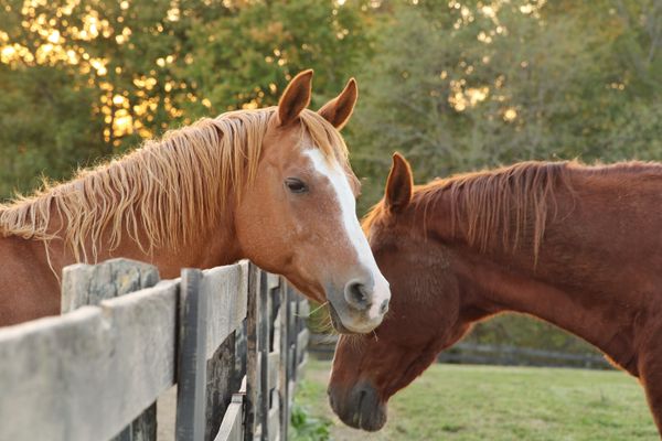 Equine Love thumbnail