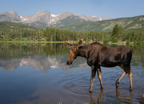 Moose in Rocky Mountain National Park thumbnail