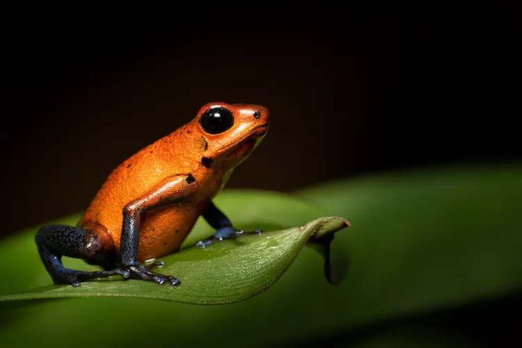 Red black frog