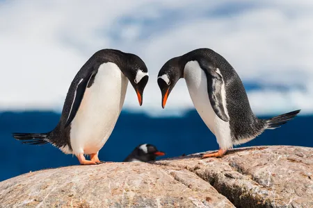 Penguins are attentive parents, with both males and females sharing the work. Here, displaying a common practice, each partner faces the other with a bowed head.