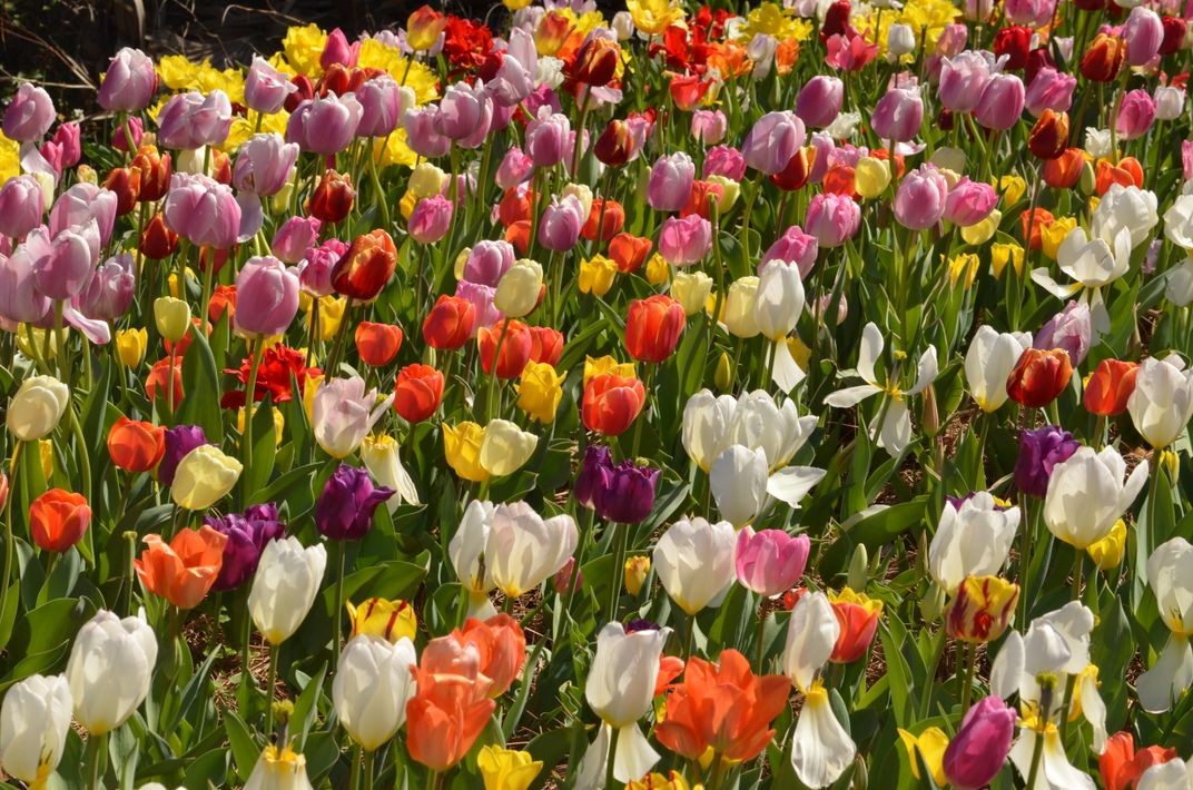 Fiedl of Tulips