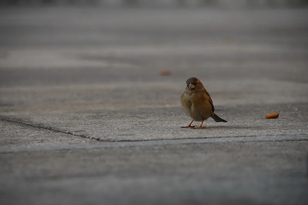 20121205092017bird.jpg