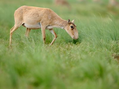 A female Saiga antelope grazing in Russia’s Black Earth Nature Reserve
