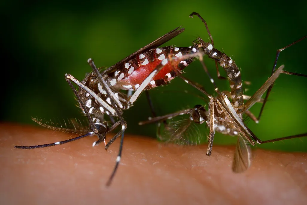 CDC-Gathany-Aedes-albopictus-4409.jpg