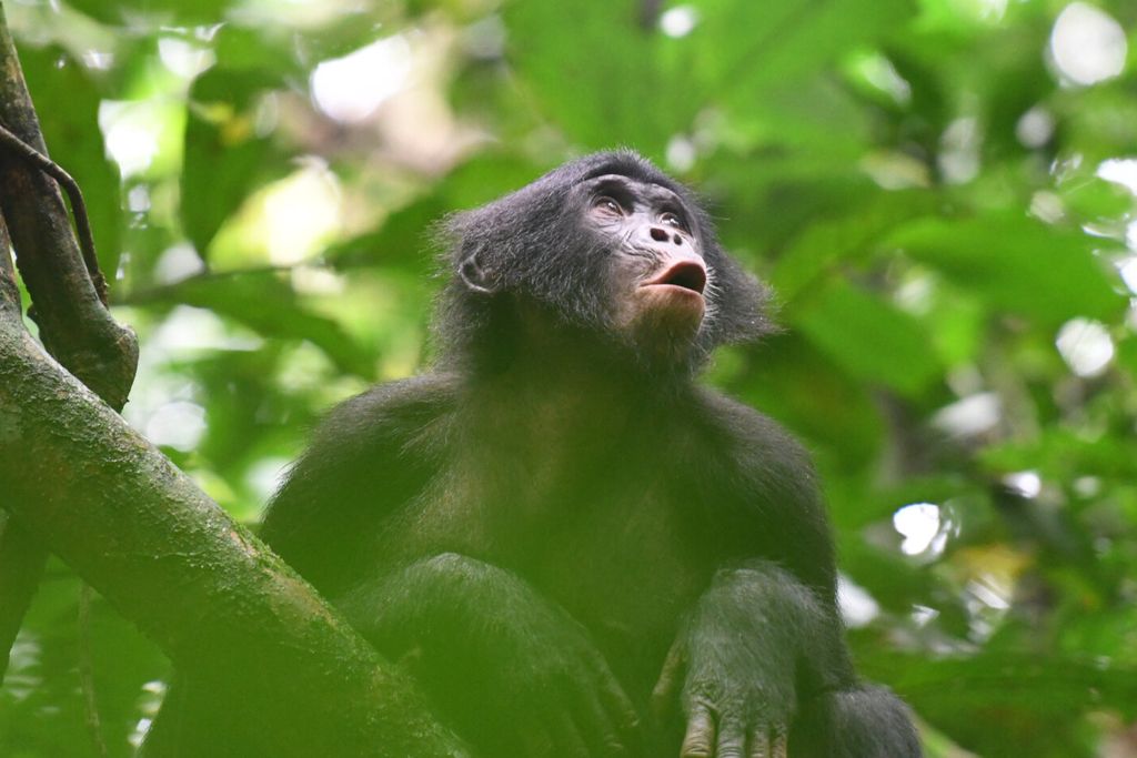 A young bonobo female responds to group members.