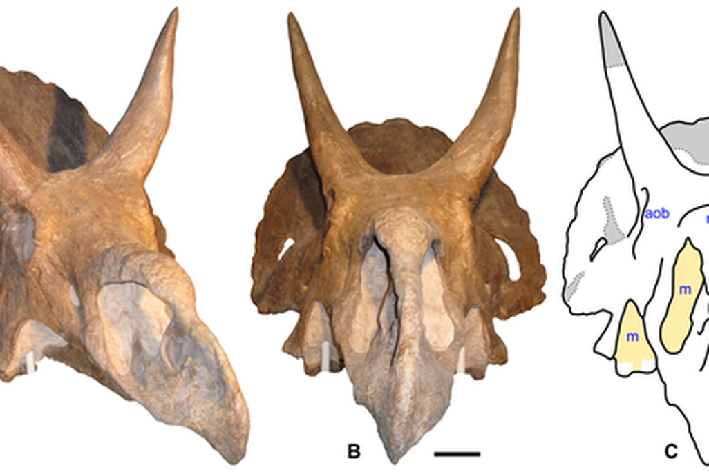 20110520083302nedoceratops-skull-plos.png