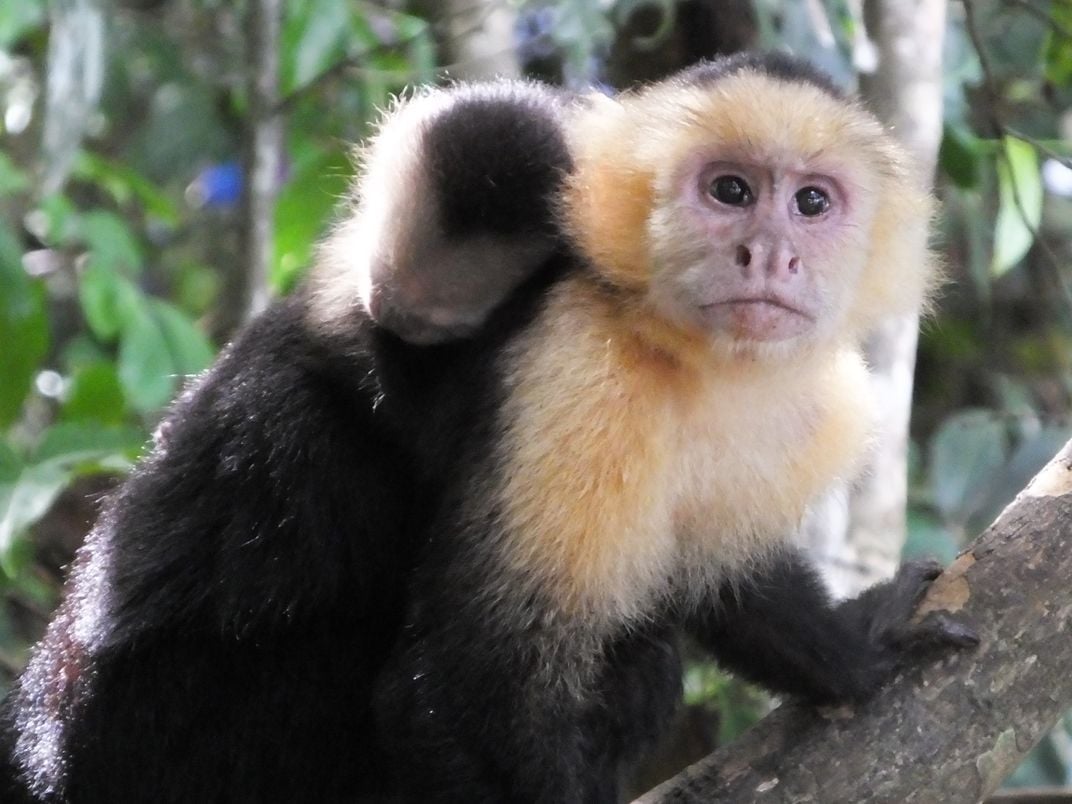 mother and baby white-faced monkey in Manuel Antonio National Park ...