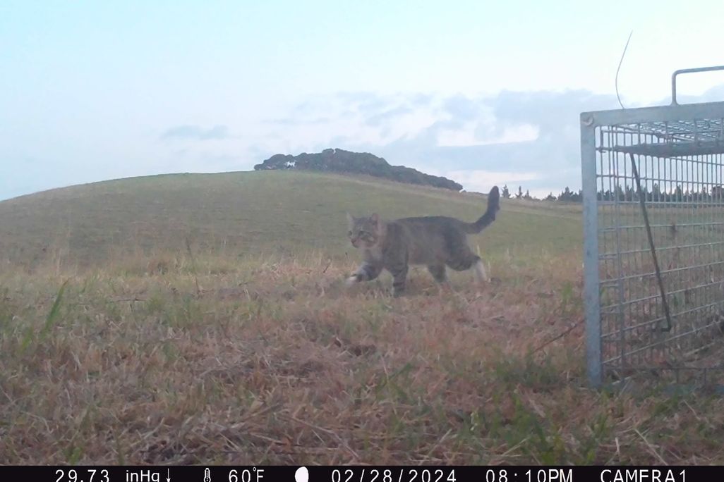 A still from a wildlife camera showing a cat walking across an open grassy area