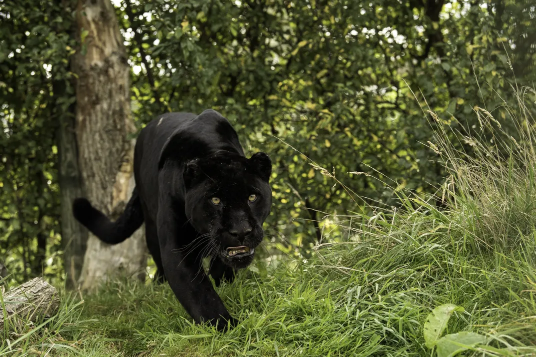 black jaguar animal running