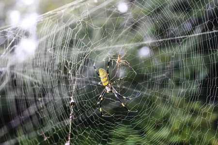The three-inch Joros can weave their massive webs almost anywhere, including porches, gardens and mailboxes.