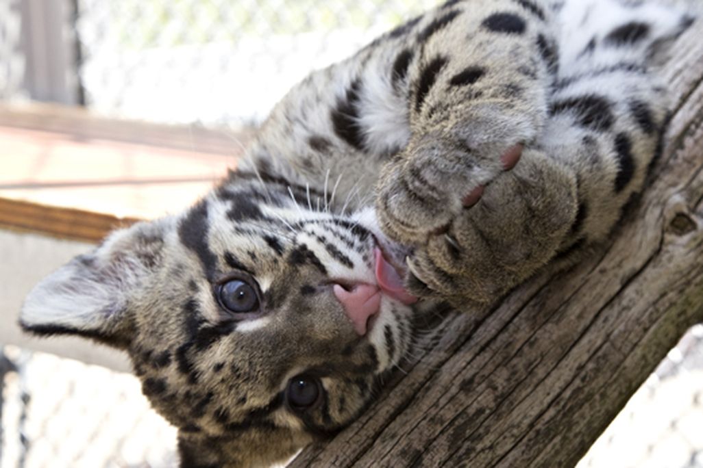 cub1.jpg