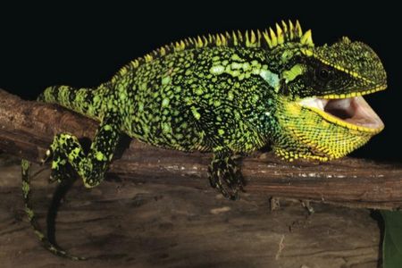 A female specimen of the newly discovered Alto Tambo woodlizard. 