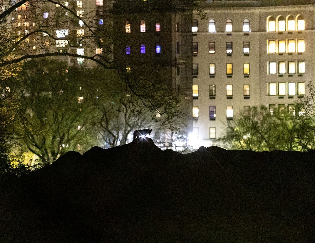Central Park Coyote on Mound