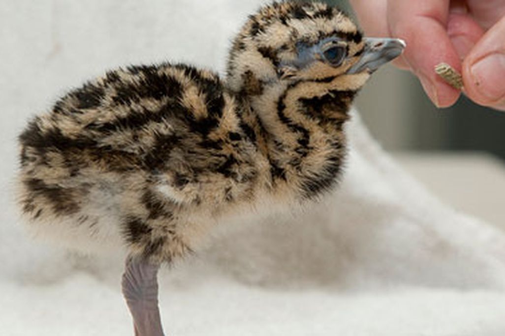 The 50th Kori Bustard chick