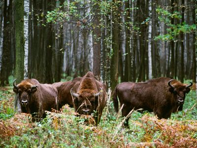 European Bison (Bison bonasus) at Prioksko-Terrasnyy Reserve in Russia