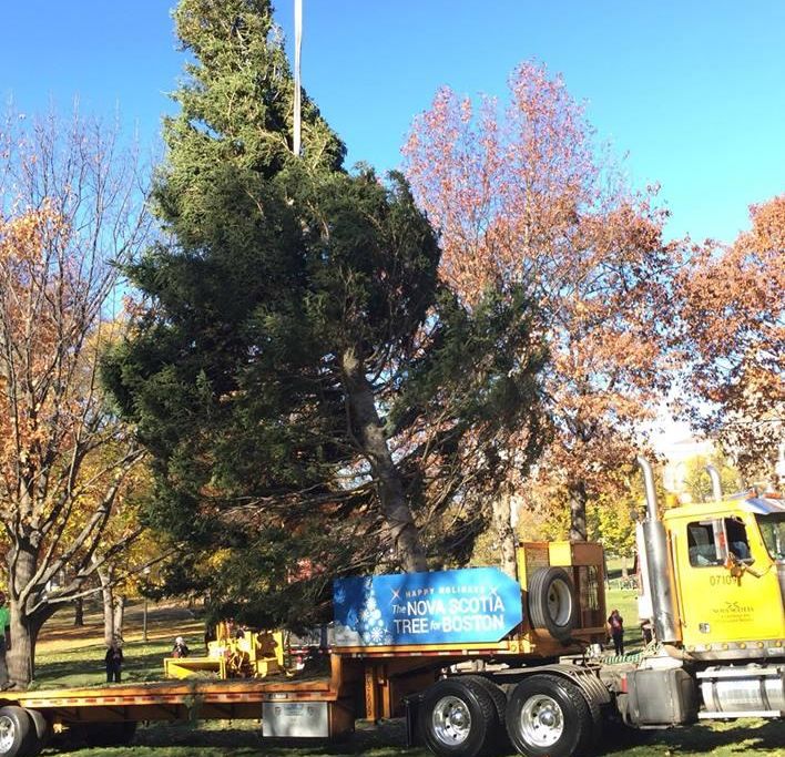 Tree For Boston