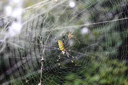 The three-inch Joros can weave their massive webs almost anywhere, including porches, gardens and mailboxes.