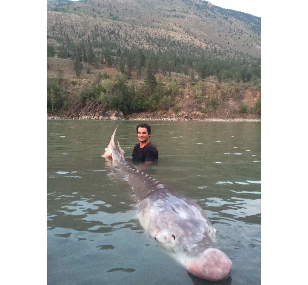 Canadian Fishermen Caught Fabled 650-Pound, Century-Old Sturgeon, Smart  News