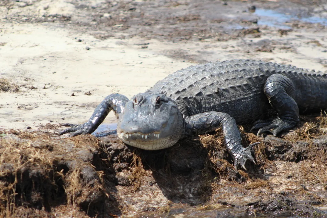 An alligator watches every move | Smithsonian Photo Contest ...