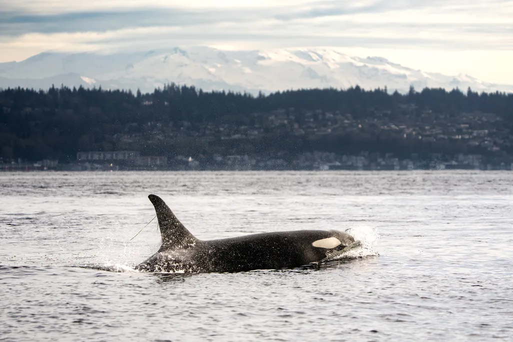 an orca swimming with Mt. Rainier in the background with a strand of eelgrass fluttering from her dorsal fin
