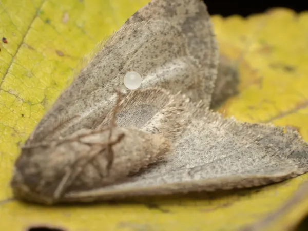 Circle of Life thumbnail