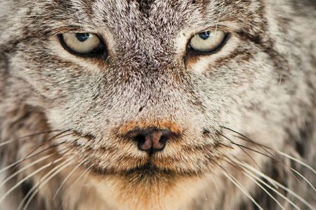 Seldom-seen rulers of their wintry domain, lynx may face new threats.