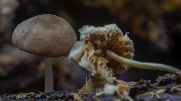 Preview thumbnail for Watch an Amazing Time-Lapse of Growing Mushrooms