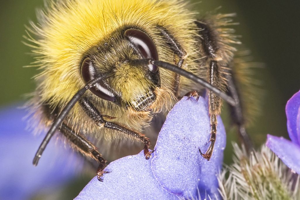 2013102909203310_29_2013_bumblebee.jpg