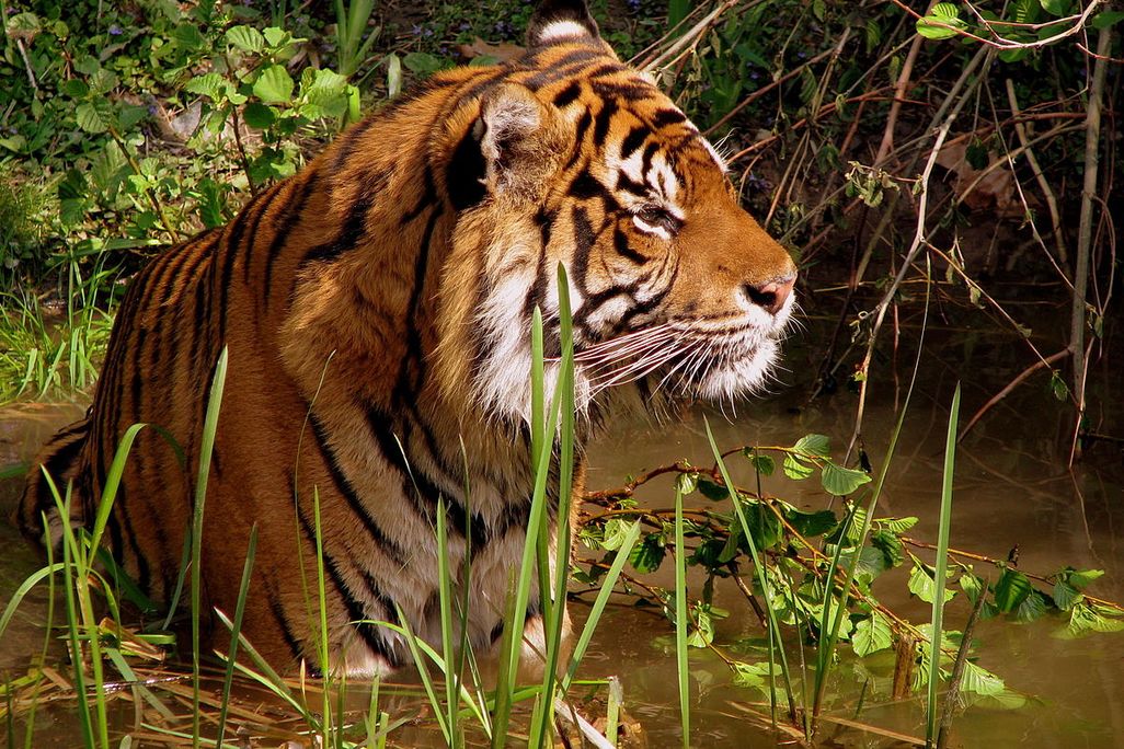Tiger